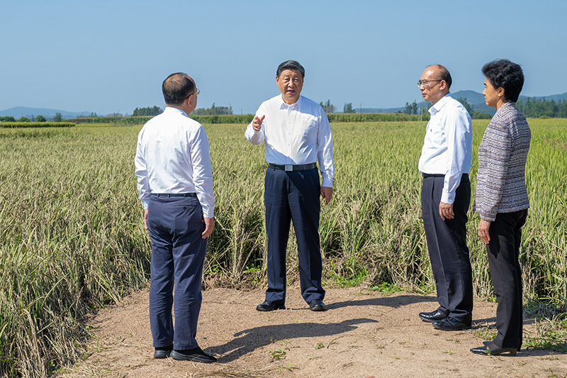 9月6日至8日，中共中央总书记、国度主席、中央军委主席习近平在黑龙江调查。这是7日上午，习近平在遭逢洪涝灾害的哈尔滨尚志市老街基乡龙王庙村，观察水稻受灾情况。